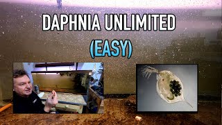 How I Raise Daphnia Water Fleas And You Can Too [upl. by Arednaxela]