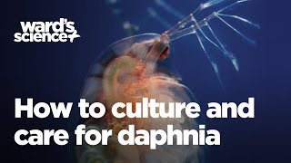 Caring and Culturing for Daphnia [upl. by Argela]