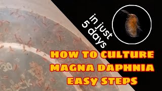 How to Culture Magna Daphnia Easily [upl. by Azila]