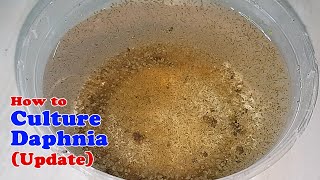 How to Culture Daphnia Update with ZERO Cost  Unlimited Live Food for Our Fish [upl. by Terrye494]