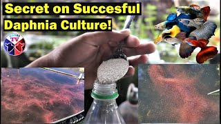 How to Culture Daphnia Successfully [upl. by Ahsiuqal]