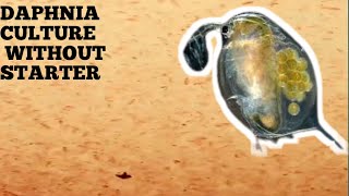 HOW TO CULTURE DAPHNIA NATURALLY WITHOUT A STARTER [upl. by Siramaj]