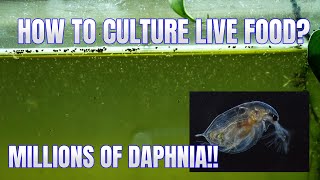 How to Culture Daphnia Secret Method to Breed MILLIONS  Simply Aquatic [upl. by Tosch882]