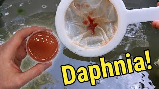 How I Culture Daphnia In Outdoor Tubs [upl. by Yht]