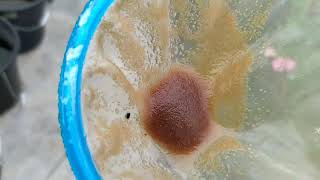 How to culture daphnia moina in a small container Part 1 English Subtitle [upl. by Dominic]