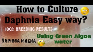 Daphnia MagnaHow to Culture Daphnia Easy wayCulturing Daphnia using Green water Daphnia [upl. by Emie]