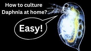 BEST Live Fish Food Beginner guide How to Culture Daphnia at home [upl. by Grory636]