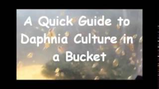 How to culture daphnia outside [upl. by Namwob]