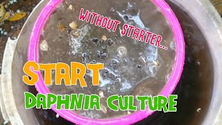 How to culture daphnia moina the easy way 1  Starting the Daphnia culture [upl. by Llerdnod68]