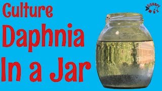 How to Culture Daphnia in a Jar [upl. by Yannodrahc]