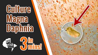 How to culture DAPHNIA MAGNA  The easy way [upl. by Seyah]