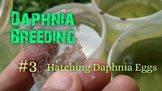 Daphnia Culture made simple and easy 3  Hatching Daphnia eggs [upl. by Rawlinson17]