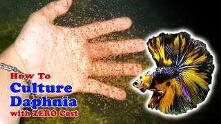 How to Culture Daphnia with ZERO Cost  Unlimited Live Food For Our Fish [upl. by Linnea417]