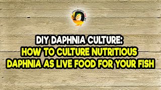 DIY Daphnia Culture How to Culture Nutritious Daphnia as Live Food for Your Fish [upl. by Melisse]