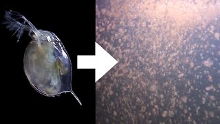 How I Culture Daphnia [upl. by Elbam43]