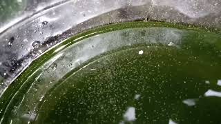 DAPHNIA MOINA CULTURE IN A SMALL BUCKET [upl. by Lorianne201]