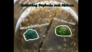 How To Culture Daphnia and Moinas using Green Water Spirulina powder [upl. by Bolanger136]