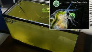 Raising Daphnia for the Freshwater Aquarium [upl. by Nonez]