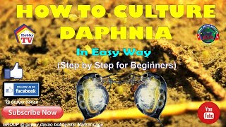 HOW TO CULTURE DAPHNIA In Easy Way [upl. by Alih]